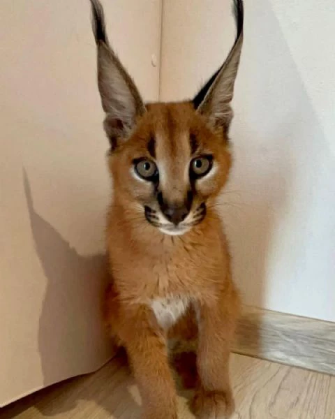 gattino caracal, caracat disponibile | Foto 2