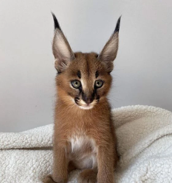 gattino caracal, caracat disponibile | Foto 0