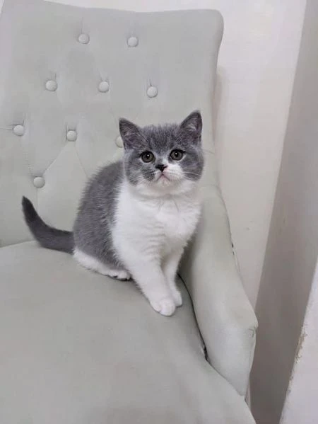 due cucciole british shorthair