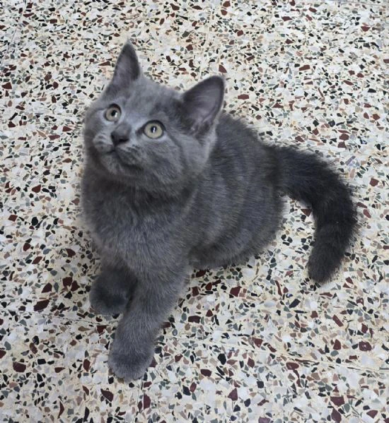 cucciolo di british shorthair 