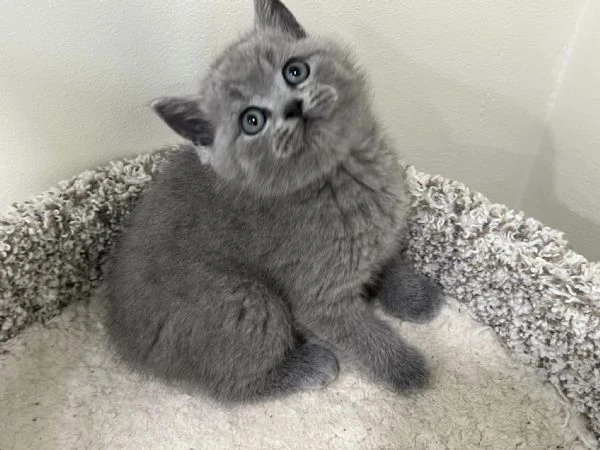 gatti british shorthair