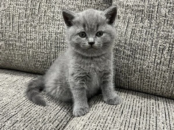 cuccioli british shorthair | Foto 0