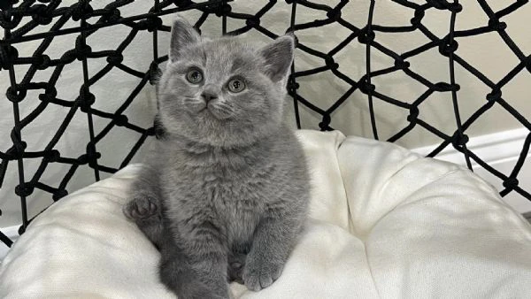 gattini british shorthair dolcissimi