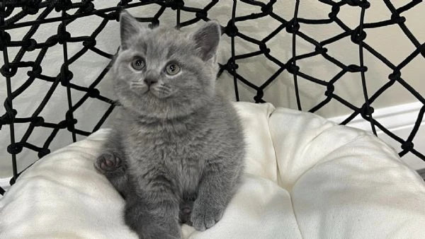 gattini british shorthair dolcissimi | Foto 0