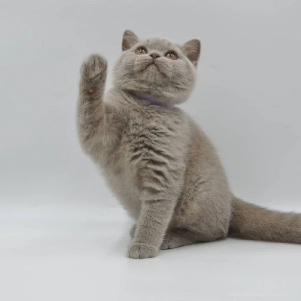 british shorthair maschio e femmina