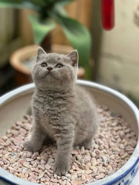 british shorthair aspetta casa | Foto 0