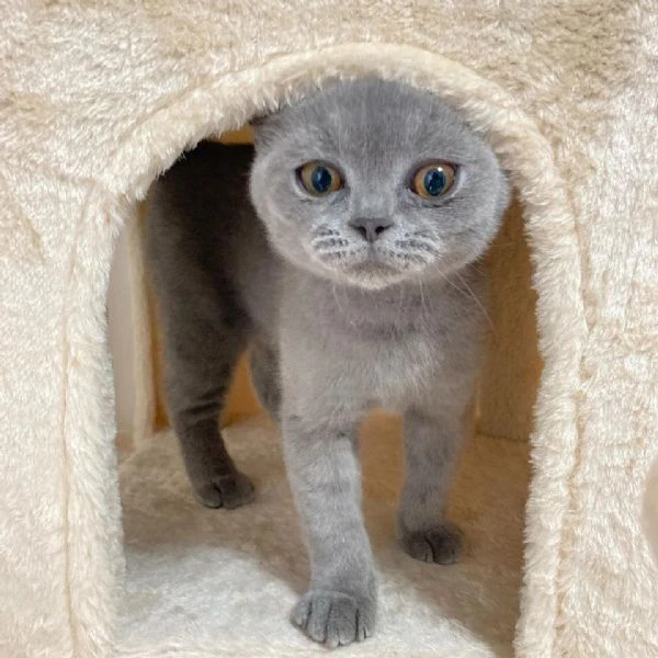 gattini british shorthair