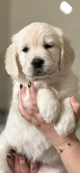 due cuccioli di golden retriever cercano casa! | Foto 0