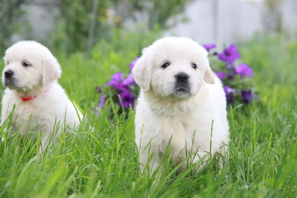 due cuccioli di golden retriever ti aspettano! | Foto 0