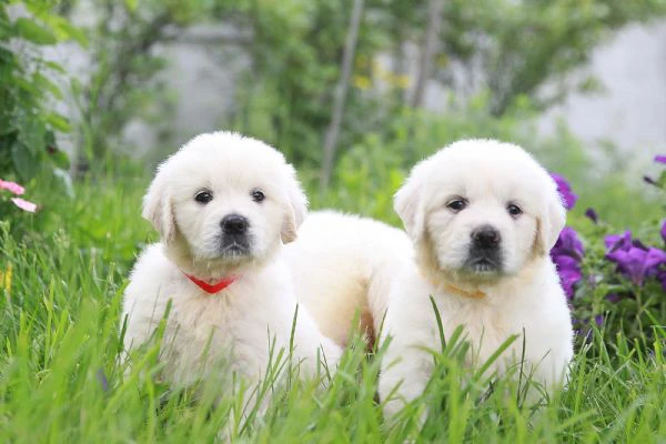 due cuccioli di golden retriever ti aspettano!