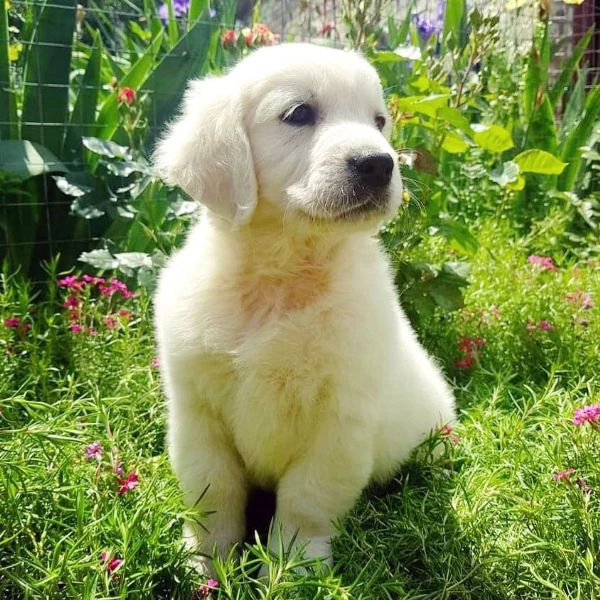 cucciole di golden retriever di circa 3 mesi | Foto 0