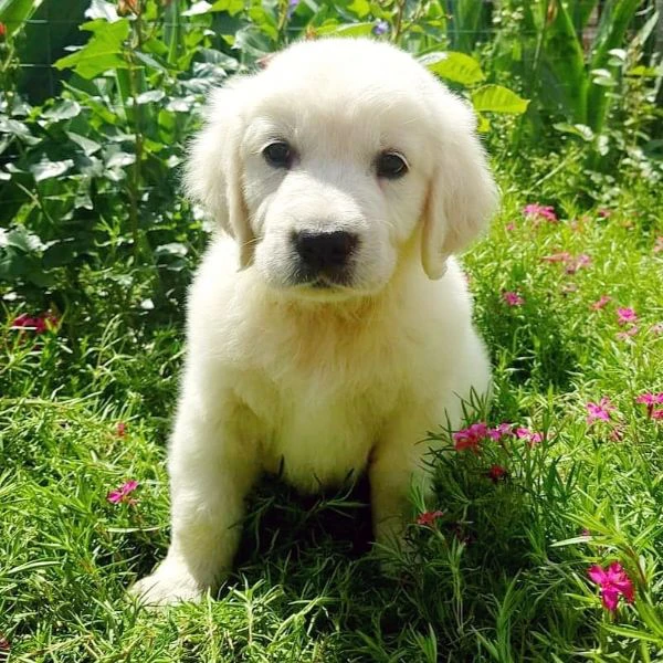 cucciole di golden retriever di circa 3 mesi