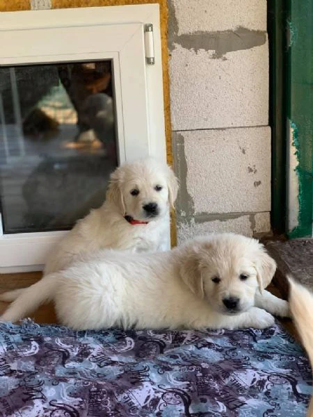 disponibili cuccioli di golden retriever. | Foto 0