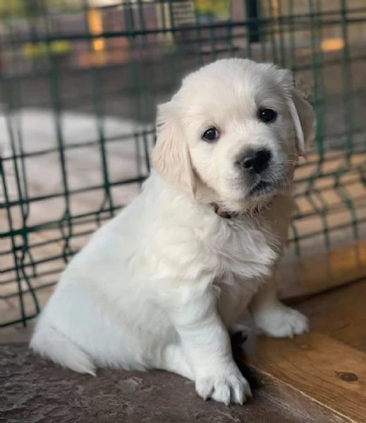 disponibili cuccioli di golden retriever.