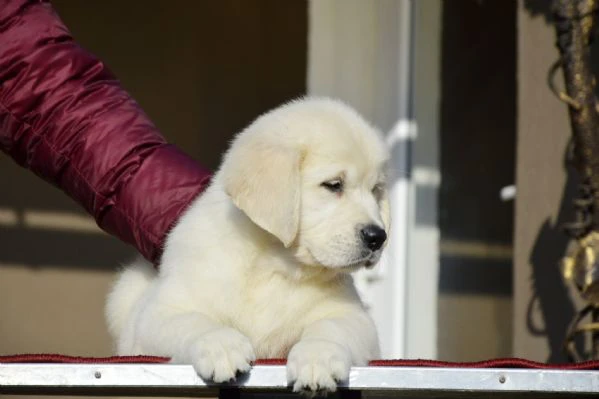 cuccioli golden retriever