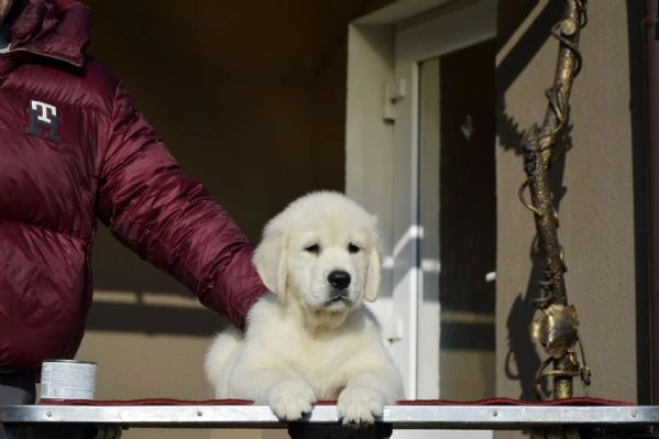 cuccioli golden retriever | Foto 0