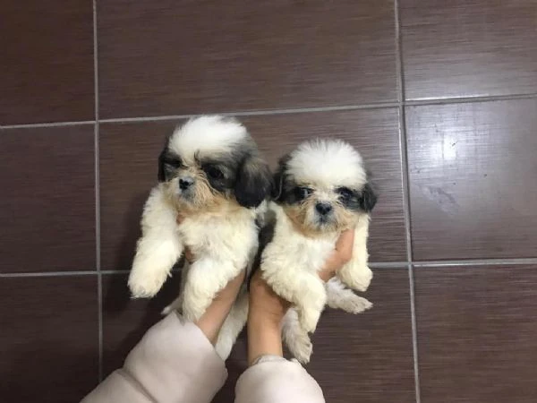 regalo cuccioli shih tzu whatsapp ( 0039 353 317 4023 )