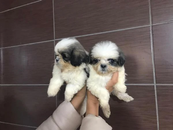 regalo cuccioli shih tzu whatsapp ( 0039 353 317 4023 ) | Foto 2