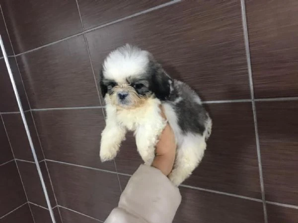 regalo cuccioli shih tzu whatsapp ( 0039 353 317 4023 ) | Foto 1