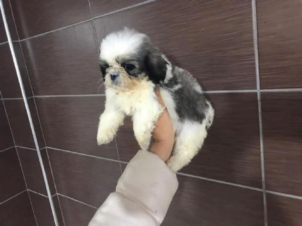 regalo cuccioli shih tzu whatsapp ( 0039 353 317 4023 ) | Foto 0