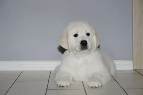 golden retriever cuccioli