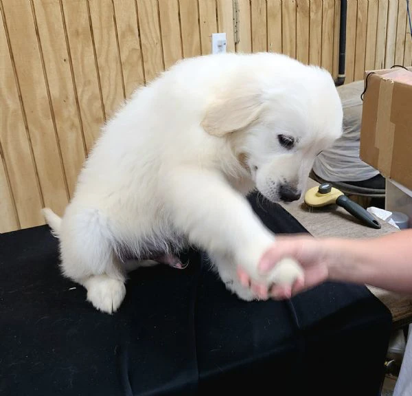 due cuccioli maschietti di golden retriever | Foto 0