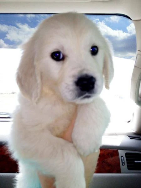 cuccioli di golden retriever bianchi! | Foto 0