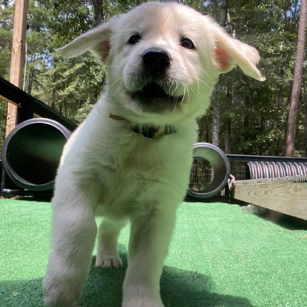 bellissimi cuccioli di golden!! | Foto 0