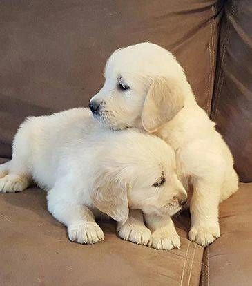 cuccioli maschi di golden retriever