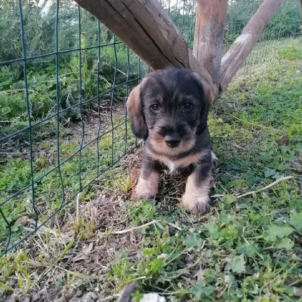 bassotto cucciolo cuccioli pelo duro | Foto 6