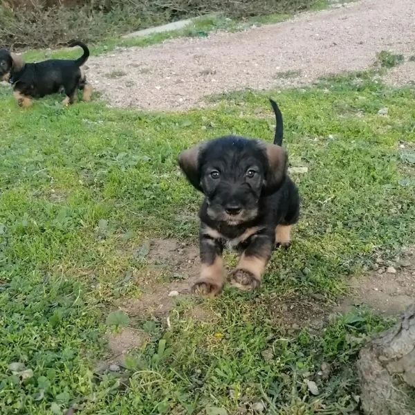 bassotto cucciolo cuccioli pelo duro | Foto 5