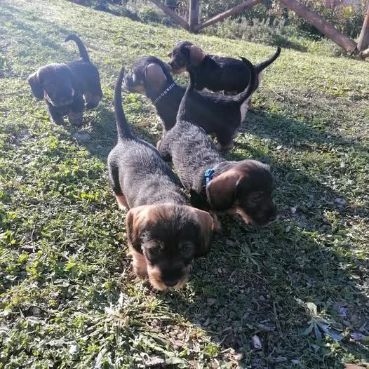 bassotto cucciolo cuccioli pelo duro | Foto 4