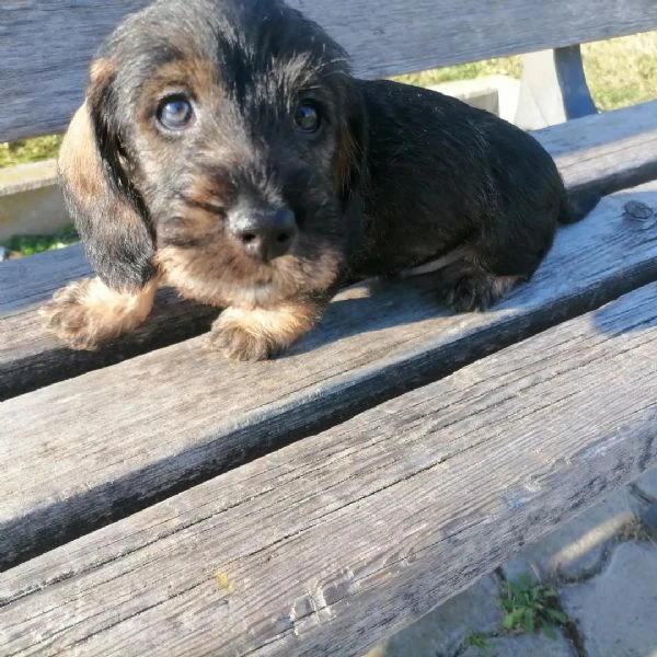 bassotto cucciolo cuccioli pelo duro | Foto 0