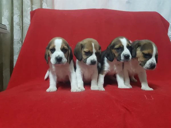 regalo cuccioli beagle whatsapp (0039 353 317 4023 ) | Foto 2