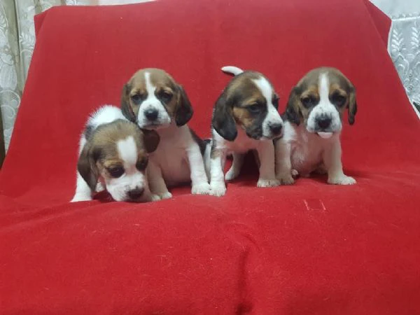 regalo cuccioli beagle whatsapp (0039 353 317 4023 ) | Foto 1