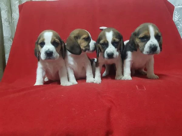 regalo cuccioli beagle whatsapp (0039 353 317 4023 ) | Foto 0