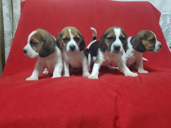 regalo cuccioli beagle whatsapp (0039 353 317 4023 )