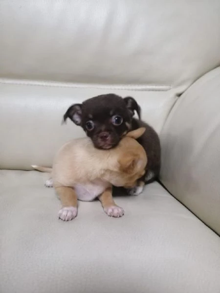 regalo cuccioli di chihuahua whatsapp ( 0039 353 317 4023 ) | Foto 2