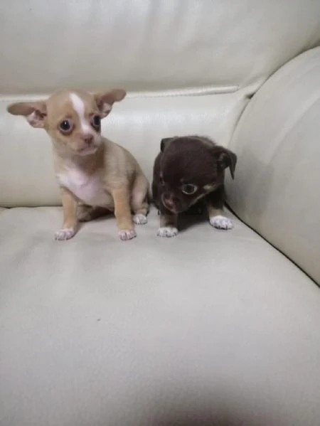 regalo cuccioli di chihuahua whatsapp ( 0039 353 317 4023 ) | Foto 1