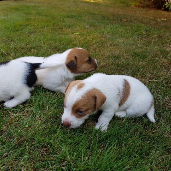 regalo cuccioli jack russell su whatsapp ( 0039 353 317 4023 ) | Foto 2