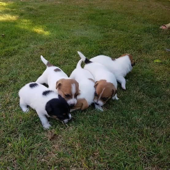 regalo cuccioli jack russell su whatsapp ( 0039 353 317 4023 ) | Foto 1