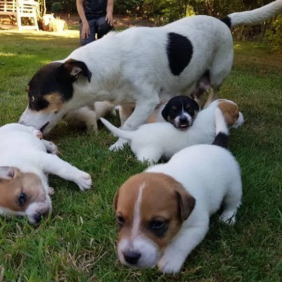 regalo cuccioli jack russell su whatsapp ( 0039 353 317 4023 ) | Foto 0