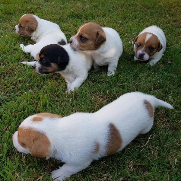 regalo cuccioli jack russell su whatsapp ( 0039 353 317 4023 )