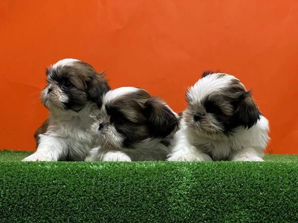 regalo cuccioli shih tzu whatsapp ( 0039 353 317 4023 ) | Foto 2