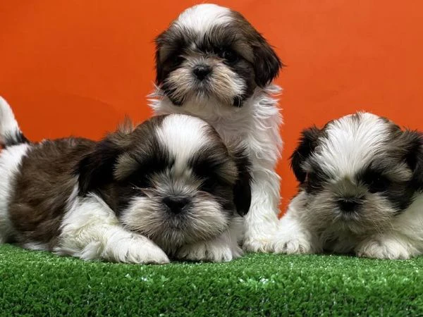 regalo cuccioli shih tzu whatsapp ( 0039 353 317 4023 ) | Foto 1