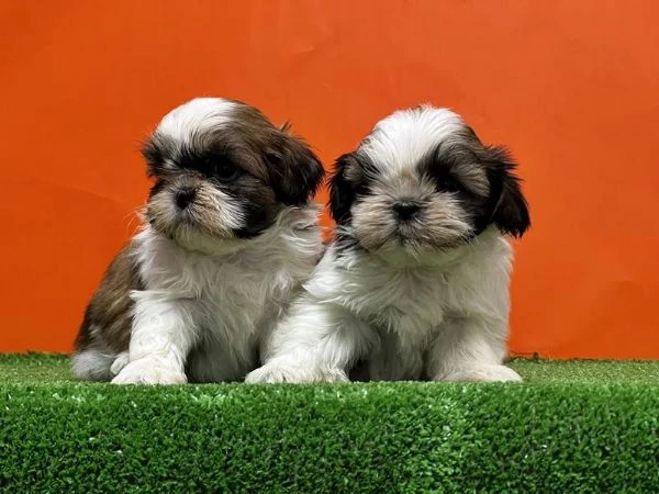 regalo cuccioli shih tzu whatsapp ( 0039 353 317 4023 ) | Foto 0