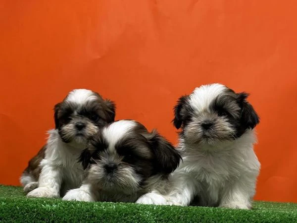 regalo cuccioli shih tzu whatsapp ( 0039 353 317 4023 )