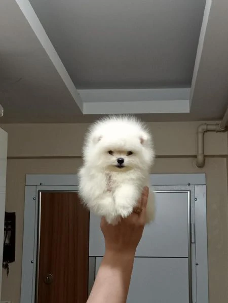 regalo pomerania whatsapp ( 0039 353 317 4023 ) | Foto 2