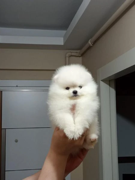 regalo pomerania whatsapp ( 0039 353 317 4023 ) | Foto 1