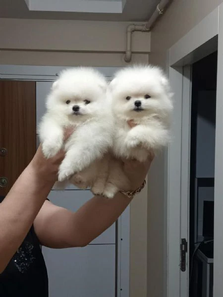 regalo pomerania whatsapp ( 0039 353 317 4023 )